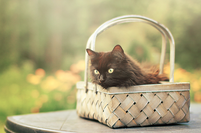 cesta de fibra natural con un gato dentro en color negro