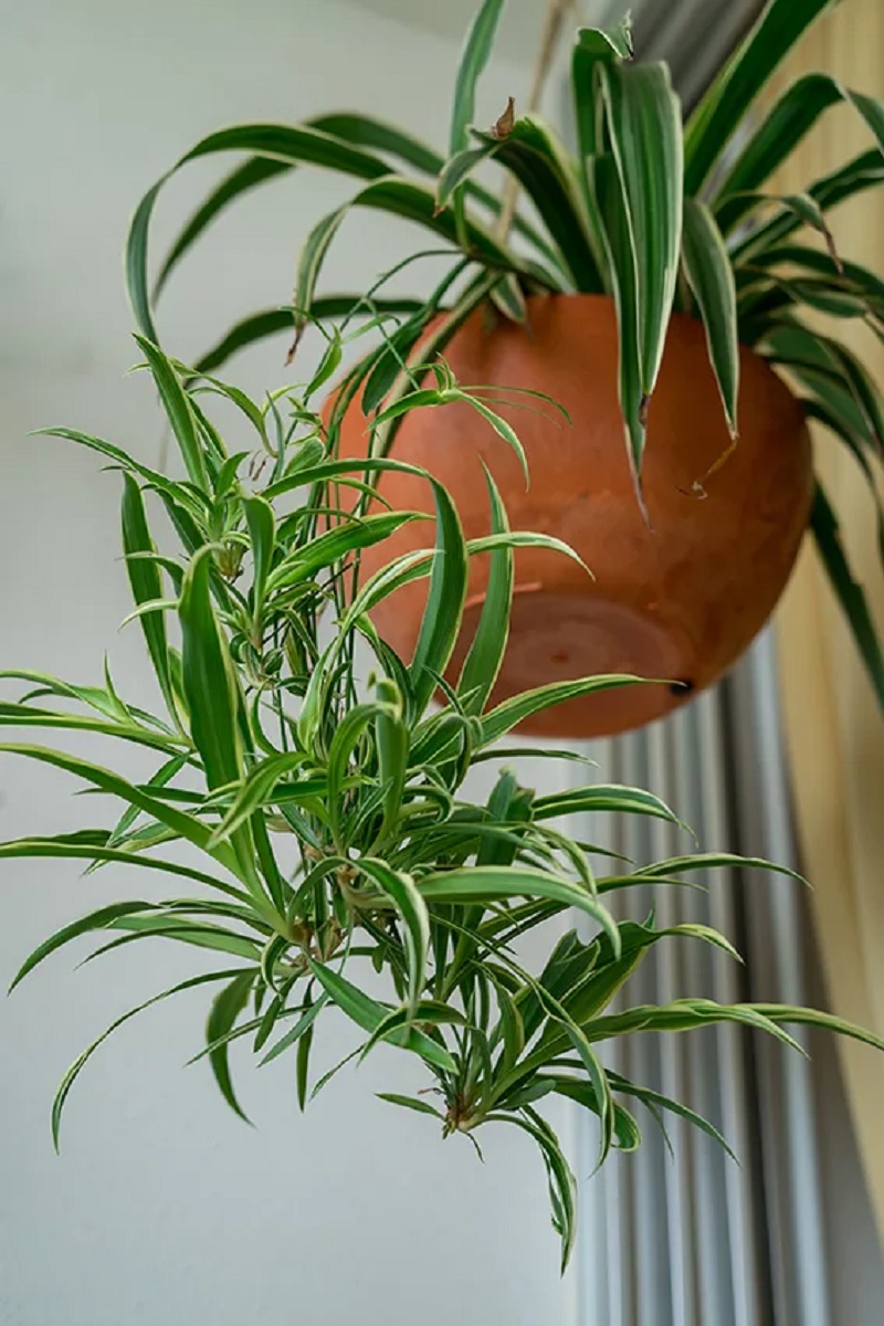 Descubre Las Mejores Plantas Para Decorar La Cocina