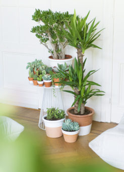 Diferentes áticos decorados con plantas