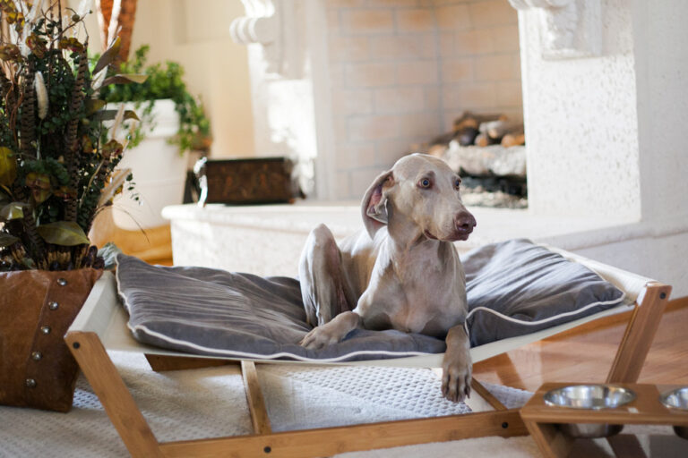 10 camas para perros realmente originales y coquetas