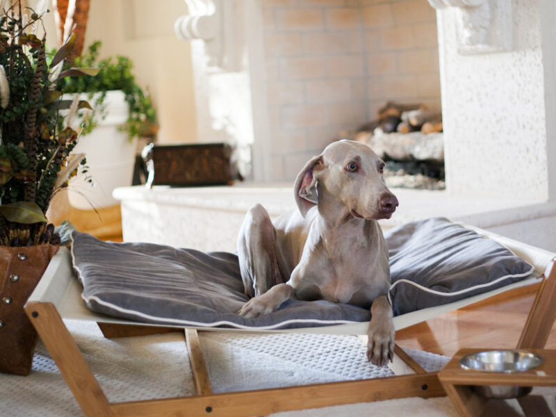 camas para perros - Hamaca de bambú