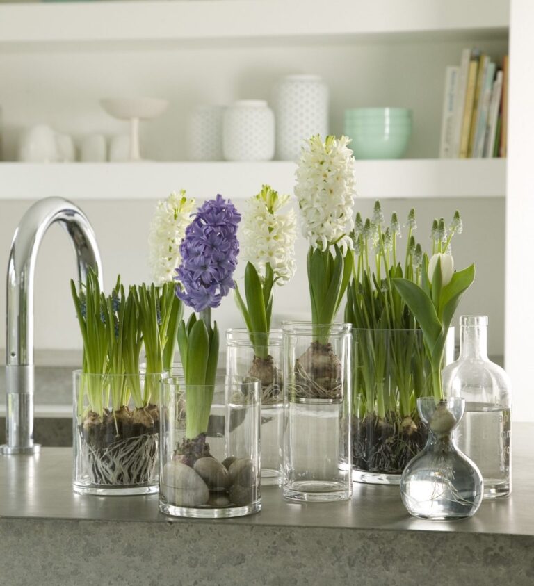Plantas de interior para admirar y de bajo mantenimiento