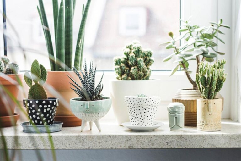 Ideas para decorar tu casa con cactus esta primavera