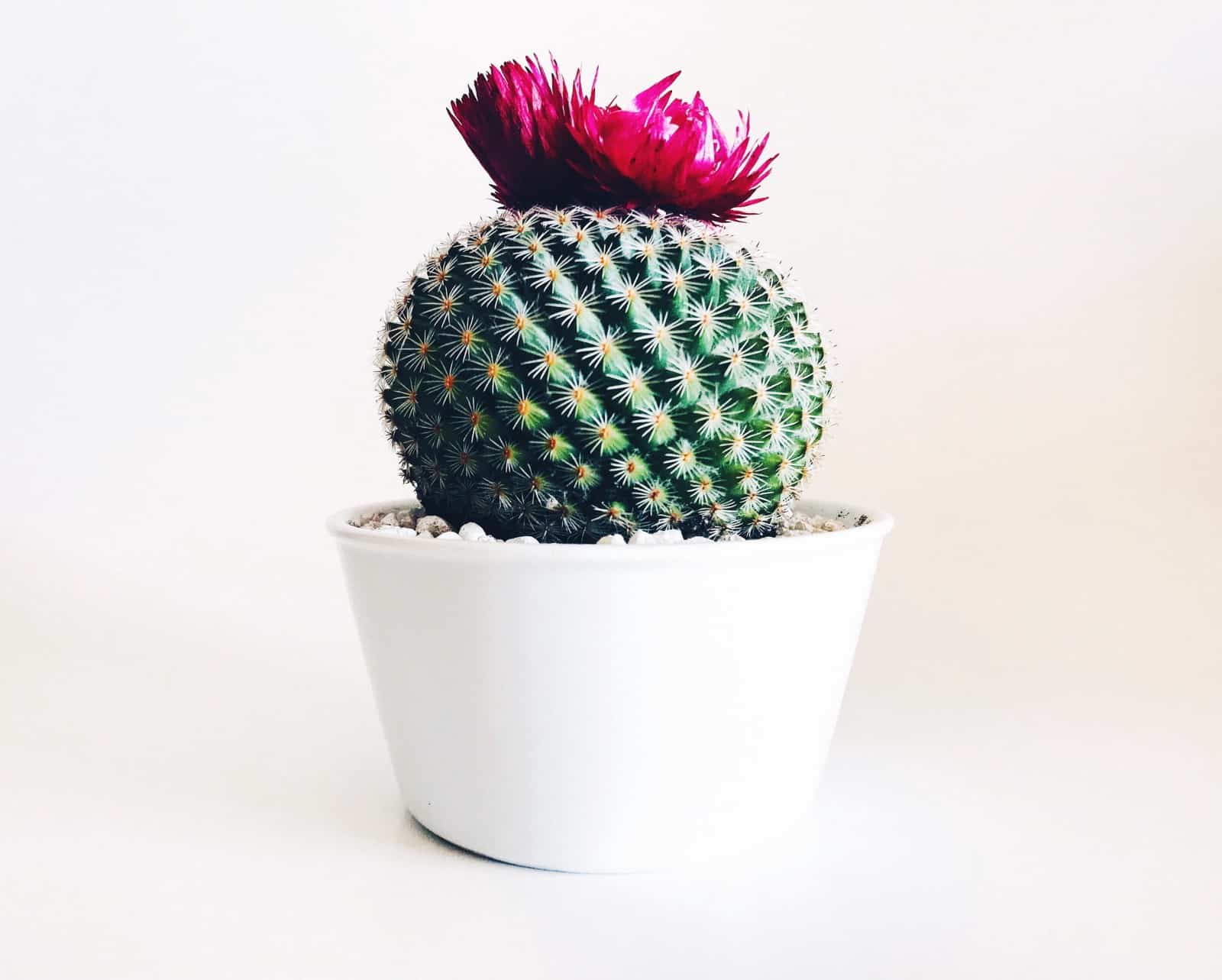 cactus para decorar