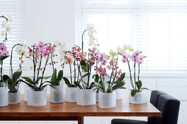 Claves para decorar con orquídeas tu hogar