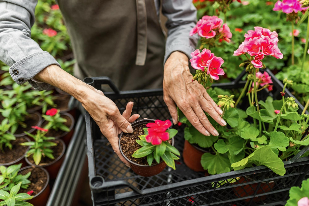 Plantas que te ayudarán a subir el ánimo después de las vacaciones 3 plantas lenvatar animo geranio