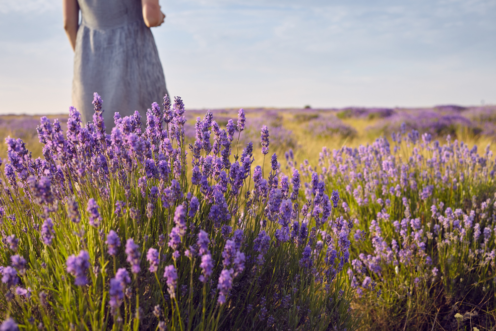Plantas que te ayudarán a subir el ánimo después de las vacaciones 1 plantas lenvatar animo lavanda