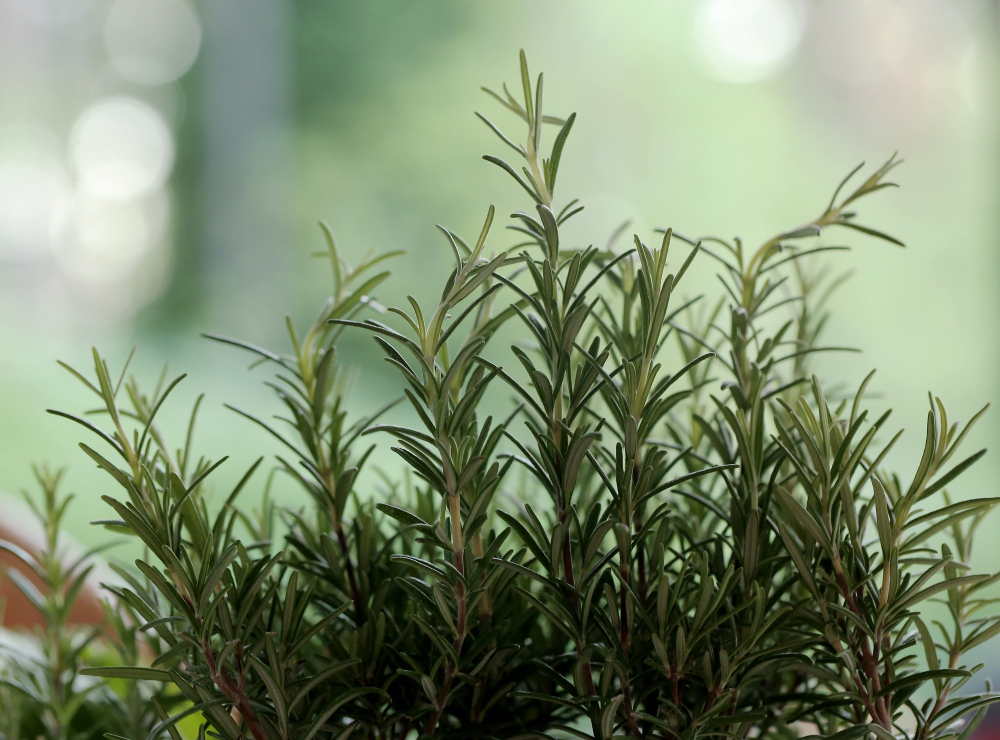 Plantas que te ayudarán a subir el ánimo después de las vacaciones 2 plantas lenvatar animo romero