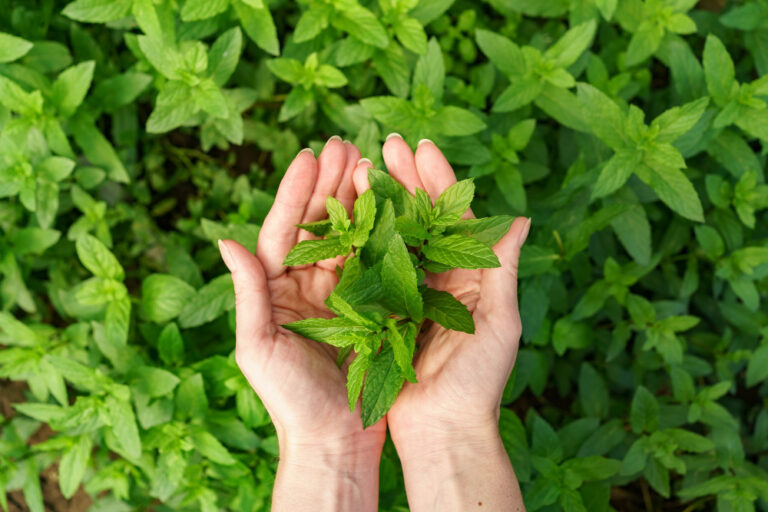 Plantas que te ayudarán a subir el ánimo después de las vacaciones
