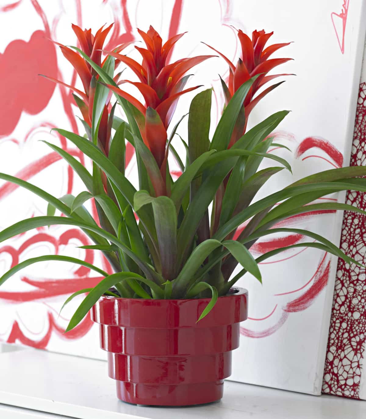 plantas de interior ideales para decorar tu hogar durante todo el ano 5