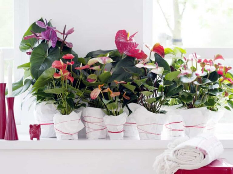 6 Plantas de interior ideales para decorar tu hogar durante todo el año