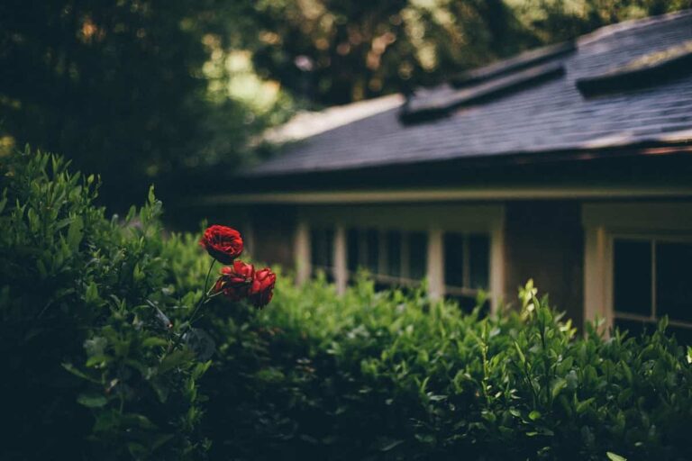 Consejos para decorar tu casa con flores