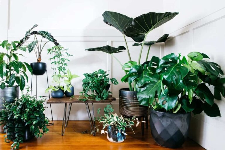 Descubre las plantas de interior que no necesitan luz natural