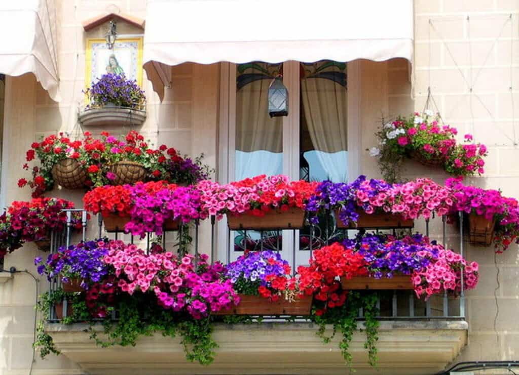 flores para decorar el balcon en primavera 1