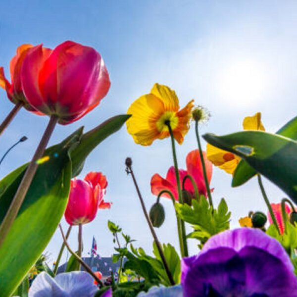 Flores de primavera: descubre cuales son las más bonitas